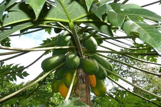 150+ Red Delima Papaya Seeds (Carica papaya var. 'Delima') – Premium Sweet Ruby-Red Flesh Tropical Fruit Tree Seeds for Planting