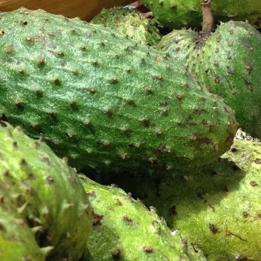 100+ Mandalik Soursop Seeds (Annona muricata / Premium Indonesian Giant Soursop / Graviola) – Premium Exotic Fruit Tree & Orchard Seeds for Planting