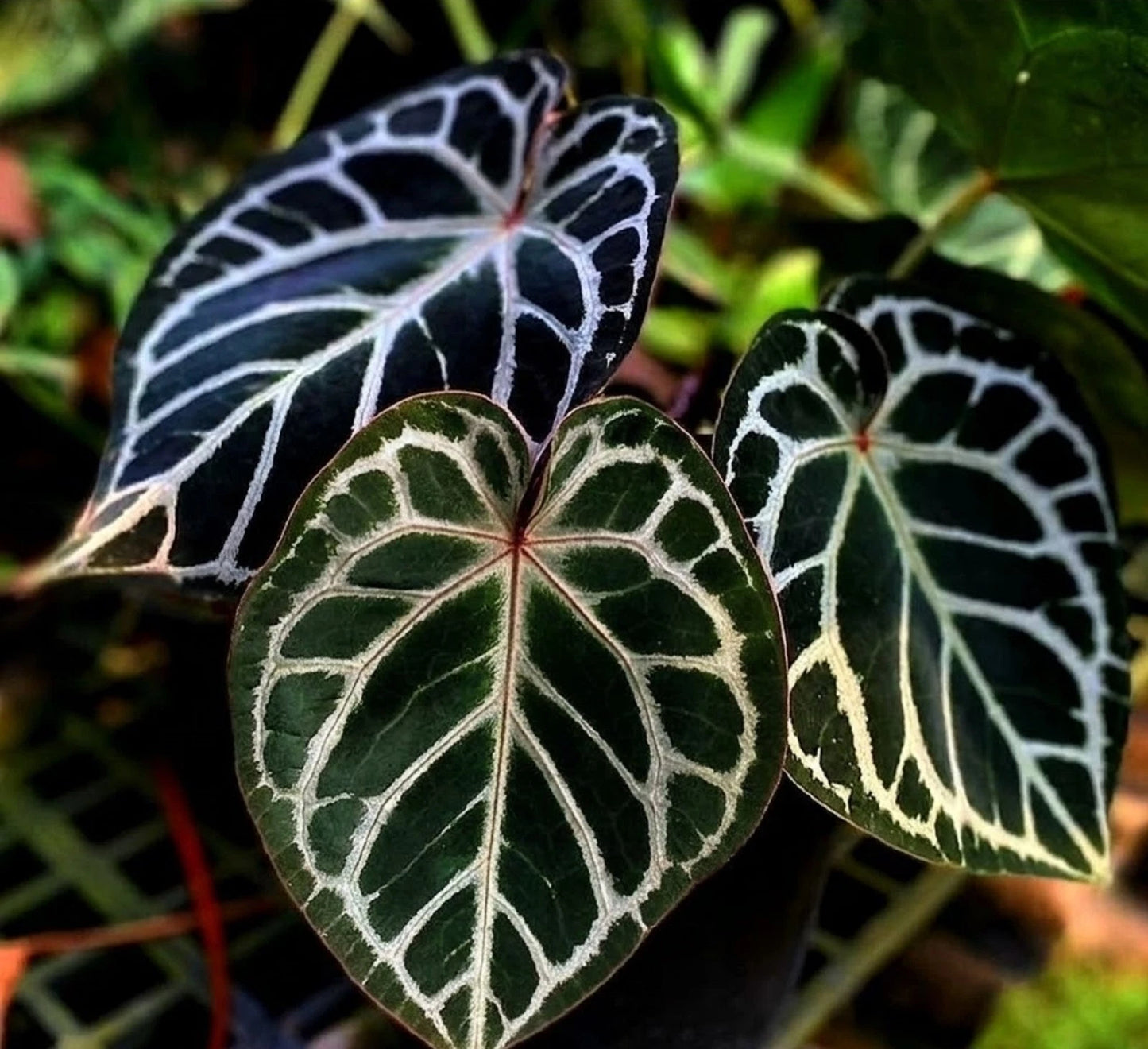 Anthurium 'Red Crystallinum' – Rare Velvet Red-Vein Aroid