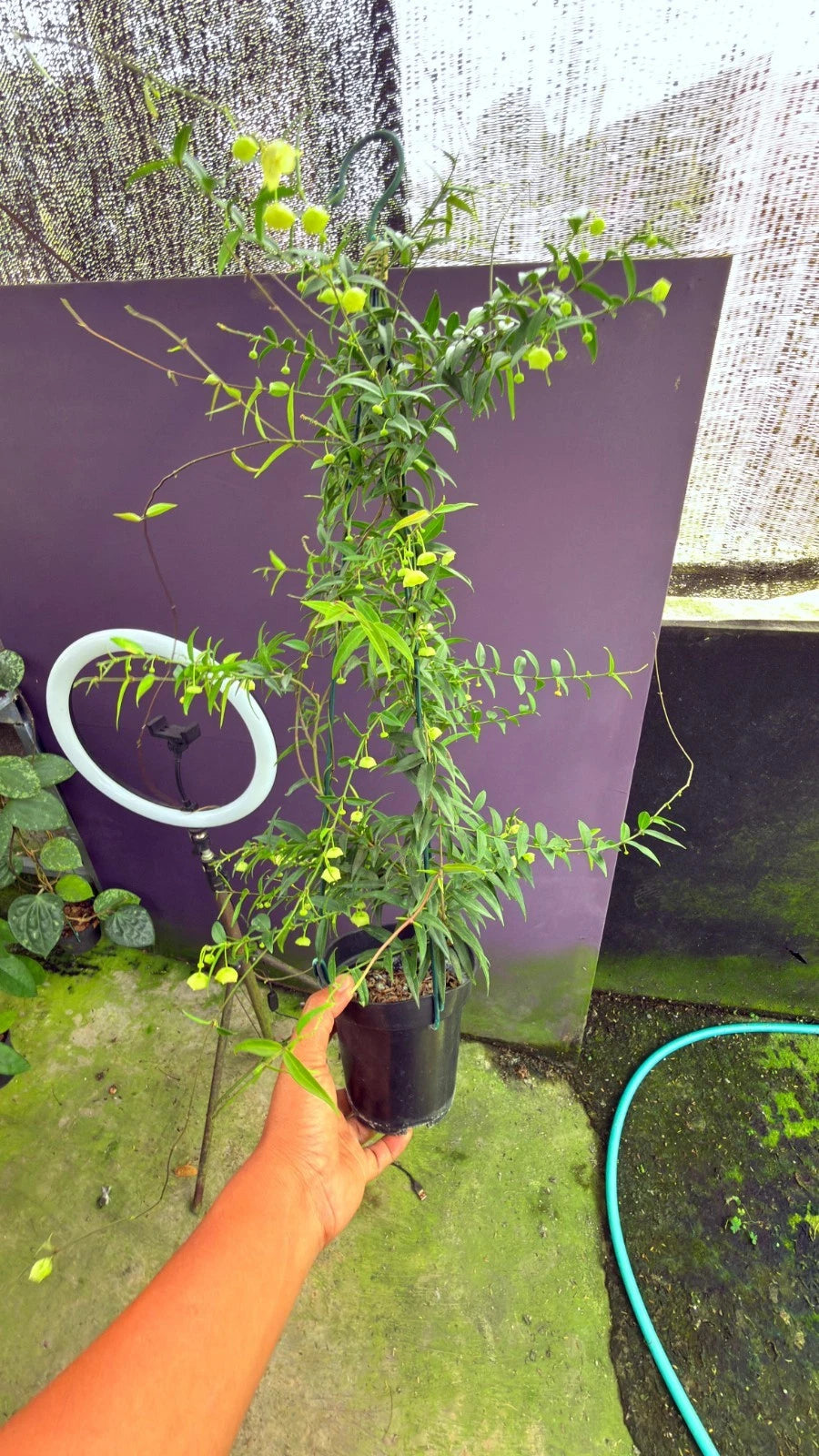 Mature Hoya Oligantha Mother Plant - Rare Established Tropical Wax Plant
