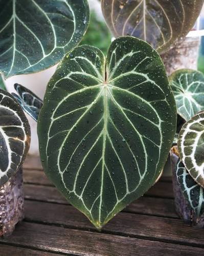 Anthurium King Of Spades Variegated Hybrid – Four Leaf Established Rare Velvet Specimen (Real Picture Verified)
