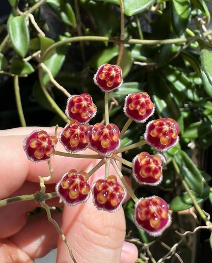 Hoya Zambales PG04 Rare Tropical Wax Plant (Hoya sp. Zambales PG04) – Premium Exotic Epiphytic Vine Plant Seeds & Cuttings for Planting