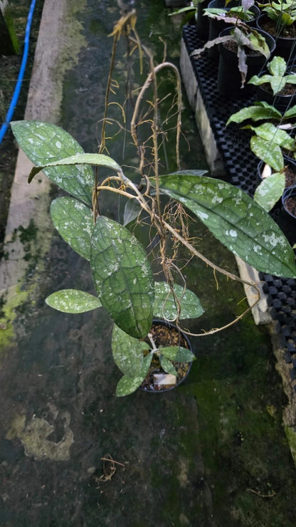 Hoya Clemensiorum 'Dragon Scale' Seeds (Rare Tropical Wax Plant Specimen / 15+ Exotic Asclepiad Vine Seeds) – Premium Botanical Specimen Plant Seeds for Planting