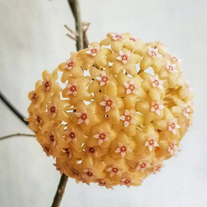 Hoya Chuniana Sp. Papua Seeds (Hoya chuniana / Rare Tropical Wax Plant Seeds) – Premium Exotic Botanical Specimen Plant Seeds for Planting