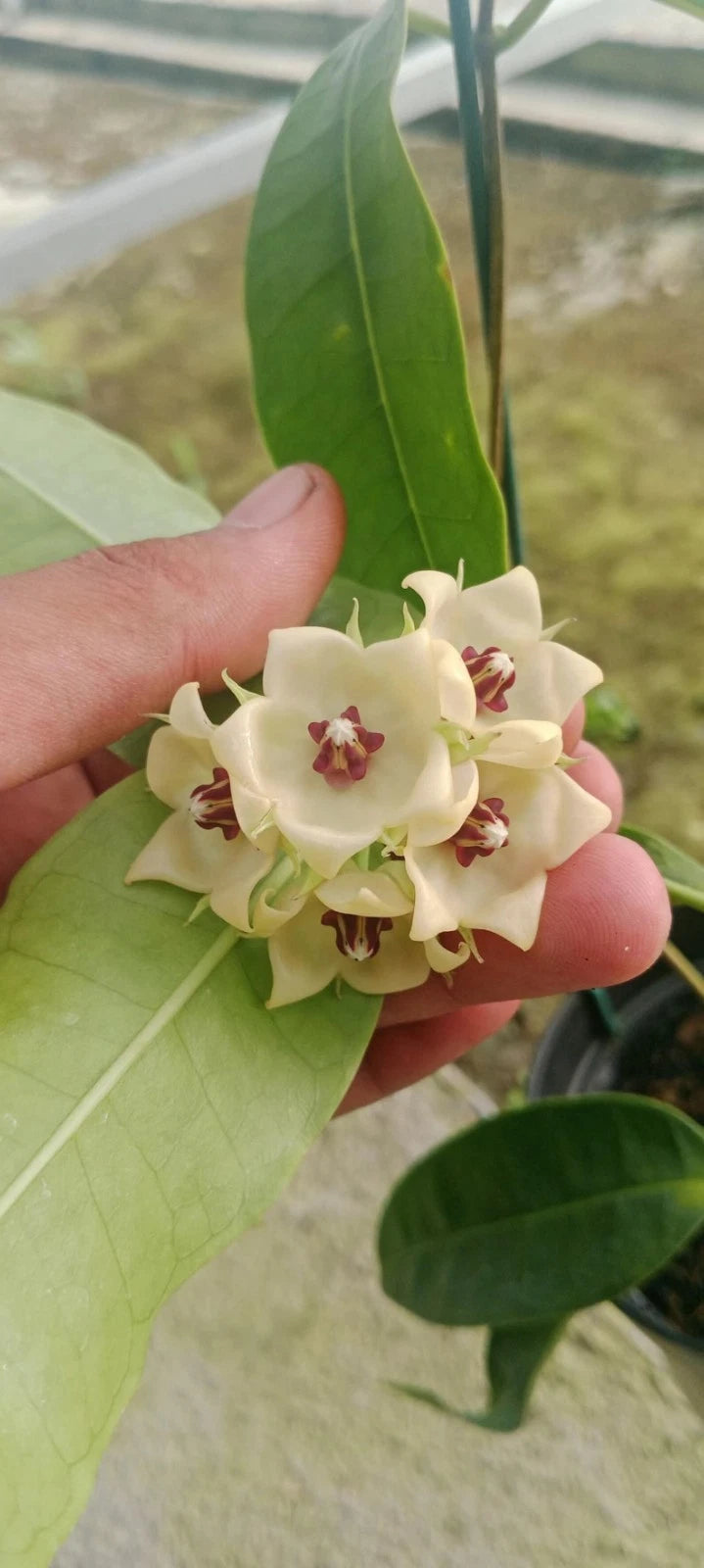 Rare Hoya Surisana Live Plant - Premium Exotic Tropical Fragrant Wax Plant Collector Specimen