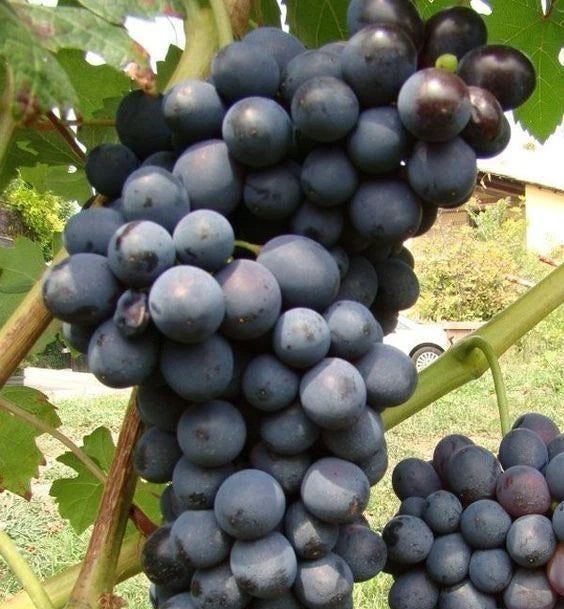Muscat Bailey A Grape Seeds (Vitis vinifera) – 100+ Premium Japanese Red Table & Wine Grape Seeds