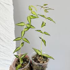 Hoya Bella Luis Bois Wax Plant | Tropical Indoor Outdoor Hoya | Live Flowering Houseplant