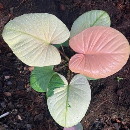 Homalomena rubescens Variegated – Rare Tropical Aroid