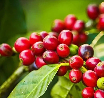Mundo Novo Coffee Seeds (Coffea arabica / 120+ High-Yield Arabica Coffee Bean Seeds) – Premium Exotic Botanical Specimen Plant Seeds for Planting
