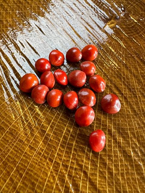 Rare Saga Tree Seeds - Fresh Adenanthera pavonina Red Lucky Coral Tree Seeds