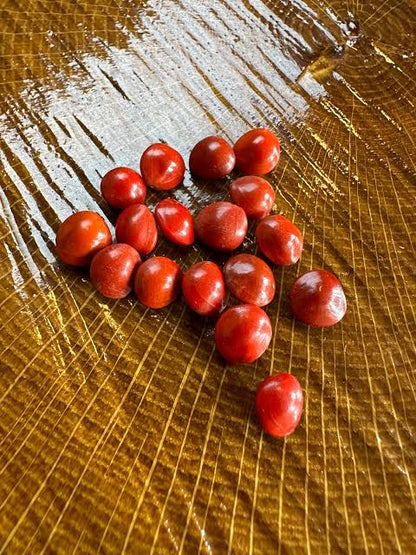 Rare Saga Tree Seeds - Fresh Adenanthera pavonina Red Lucky Coral Tree Seeds