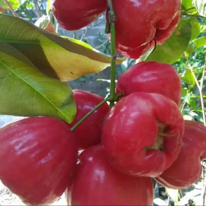Grafted Taiwanese Red Water Apple Tree - Sweet & Crunchy Tropical Frui