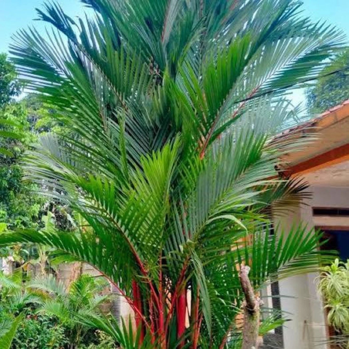 Lipstick Palm (Cyrtostachys renda) - Rare Exotic Red Palm