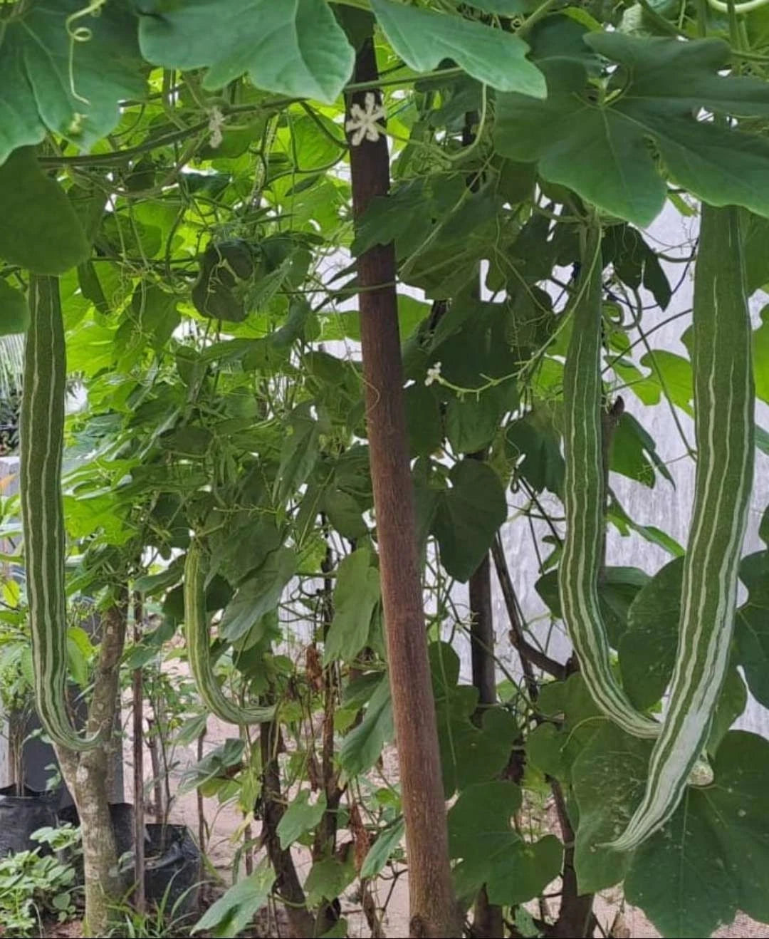 Snake Bitter Melon (Momordica charantia) – 50+ Premium Extra-Long Heirloom Seeds