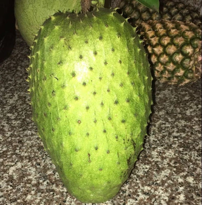 Premium Giant Bangkok Soursop Seeds (Annona muricata) – Sweet Exotic Guanabana Fruit Seeds for Planting