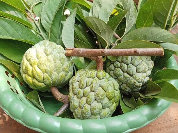 Green Sugar Apple Seeds (Annona squamosa) – Premium Certified High-Yield Sweet Custard Apple Fruit Tree Seeds for Planting (20+ Pcs)