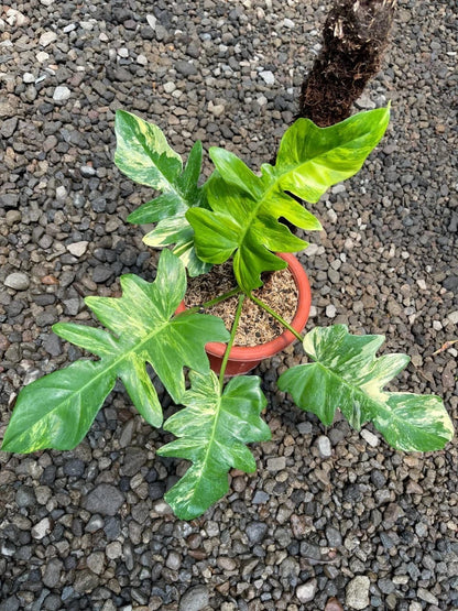 Stunning Philodendron Florida Beauty × Distantilobum – Rare Hybrid Aroid with Exceptional Foliage