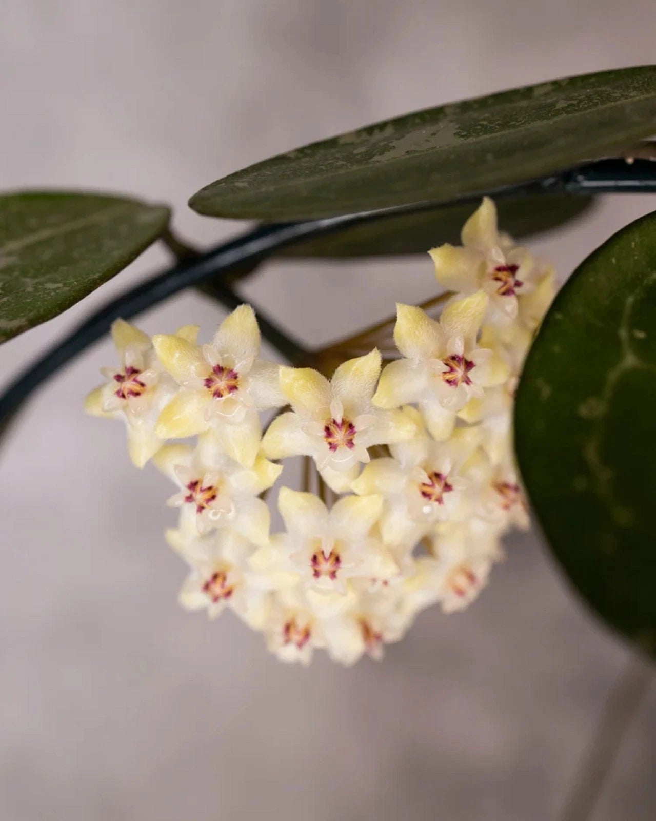 Hoya elliptica - Rare Veined Tropical Wax Plant