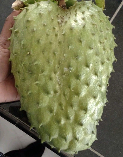 Borneo Giant Soursop Seeds (Annona muricata 'Borneo Giant') – 100 pcs Premium Fresh Rare Colossal Soursop Guanabana Seeds