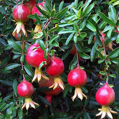 Premium Afghan Pomegranate Seeds (Punica granatum var. Afghan) – Exotic Deep Ruby-Red Fruit Seeds for Planting (100+ Pcs)