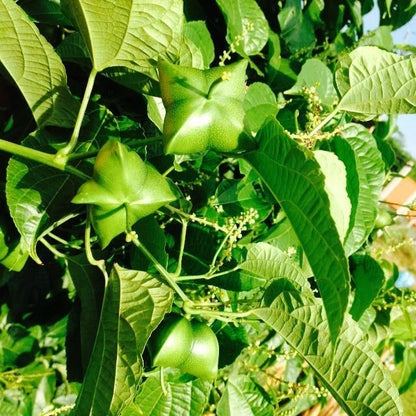 Sacha Inchi Mountain Peanut (Plukenetia volubilis) – 50+ Premium Superfood Seeds