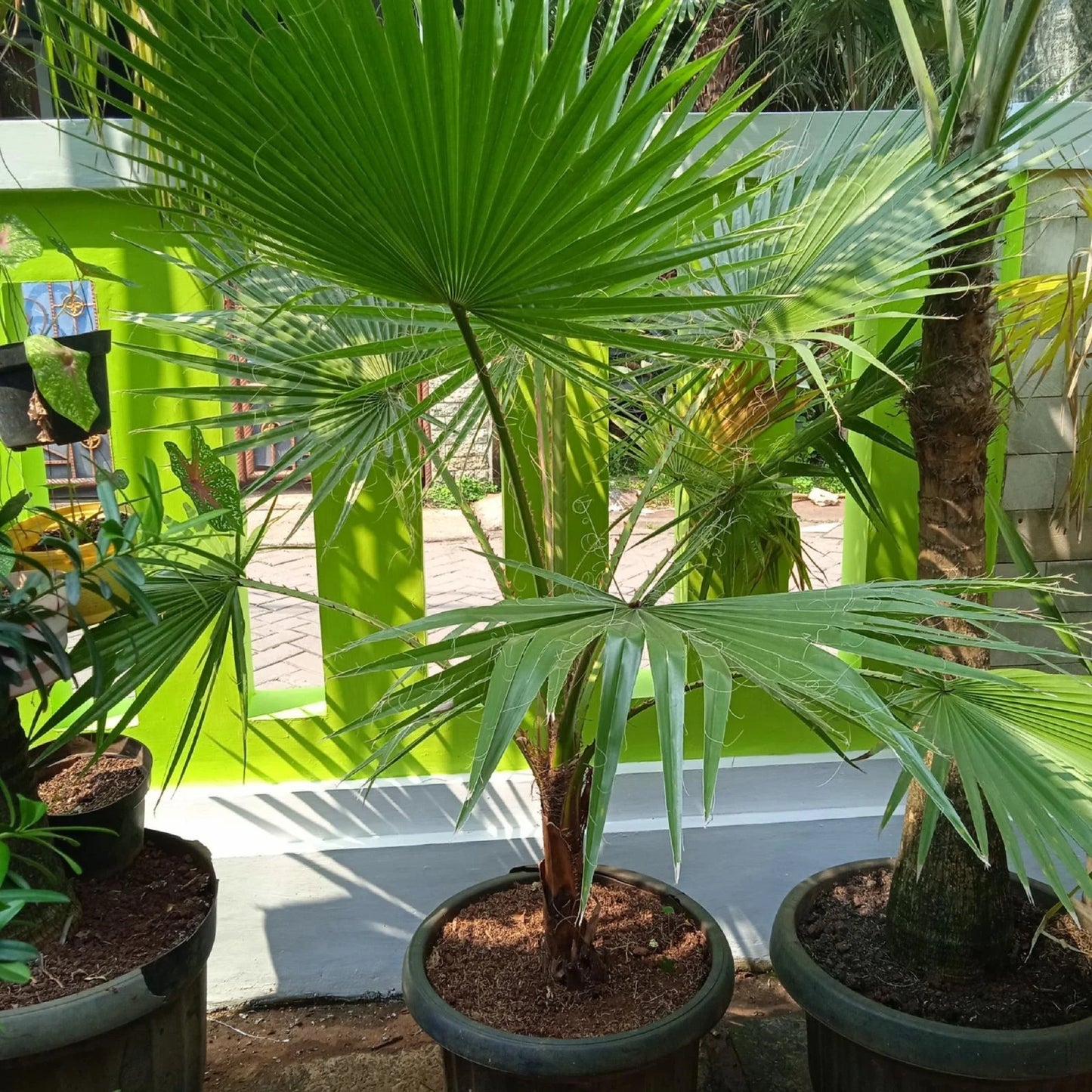 Washingtonia robusta - Rare Fan Palm Tropical Tree