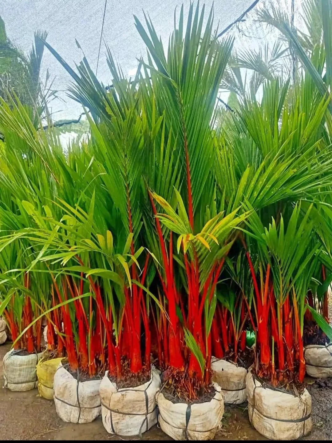 Red Palm Plant (Cyrtostachys Renda) - Stunning Lipstick Palm Tropical Houseplant