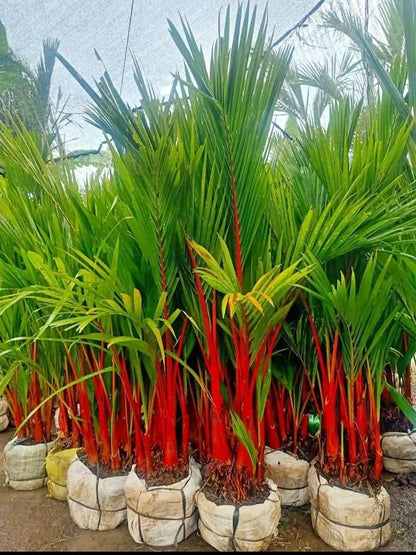 Red Palm Plant (Cyrtostachys Renda) - Stunning Lipstick Palm Tropical Houseplant