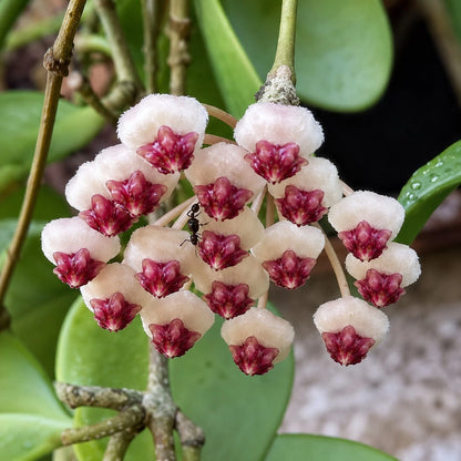 Rare Hoya Incurvula Live Plant - Premium Exotic Tropical Wax Plant Houseplant