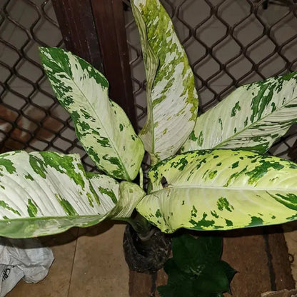 Rare Dieffenbachia Puerto Rico Variegated - Premium Tropical Aroid Indoor Houseplant