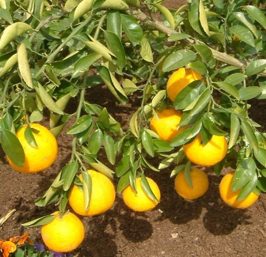 Sanbokan Orange Seeds (Citrus sulcata / 100+ Premium Japanese Sweet Citrus Fruit Seeds) – Premium Exotic Botanical Specimen Plant Seeds for Planting