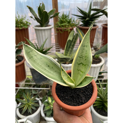 Sansevieria Trifasciata 'Pearl Young' – Rare Tropical Silver-White Variegated Snake Plant Specimen (Dracaena trifasciata)