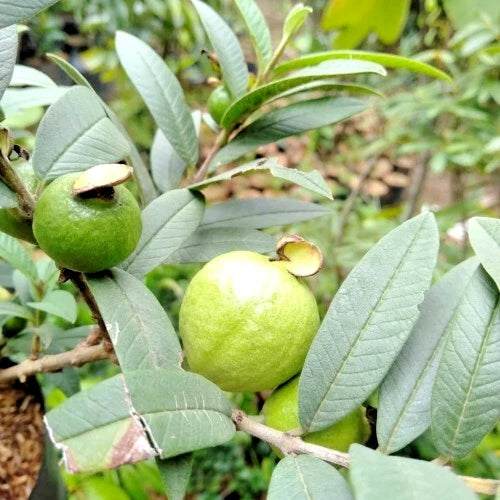 150+ Mini Pebble Guava Seeds (Psidium guajava L.) – Premium Miniature Ornamental & Bite-Sized Tropical Fruit Tree Seeds for Planting