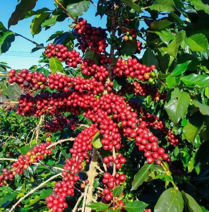 Kalosi Enrekang Coffee (Coffea sp.) – 120+ Premium Seeds