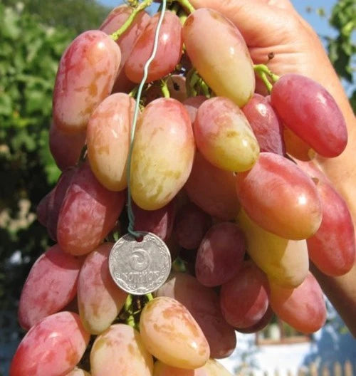 Dixon Grape Seeds (Vitis vinifera) – 100 Premium Giant Crisp Table Grape Seeds