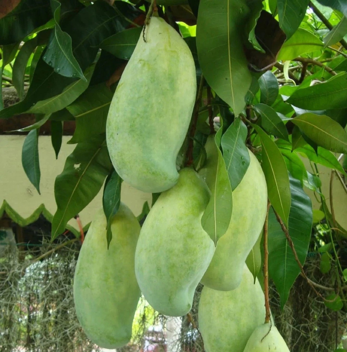 Mahatir Mango Grafted Fruit Tree - Premium Fast Fruiting Sweet Tropical Jumbo Mango Variety