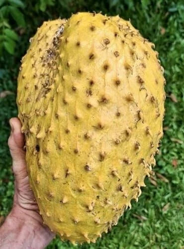 Organic Golden Soursop Seeds 100+ pcs (Annona muricata) – Premium Certified Rare Exotic Tropical Graviola Fruit Tree Plant Seeds for Planting