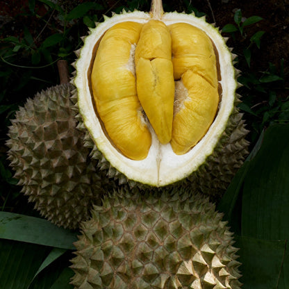 Durian 'Matahari' (Sun Durian) - Premium Grafted Fruit Tree