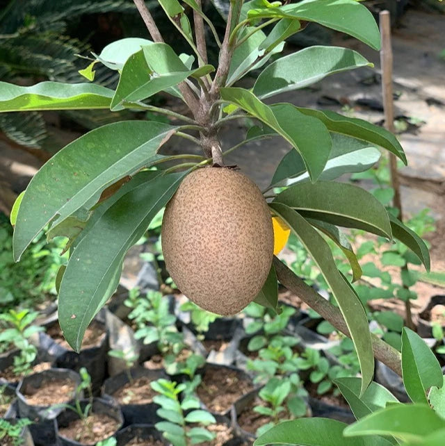 Premium 'Kalipatti' Sapodilla Seeds (Manilkara zapota) – Rare Sweet Indian Black Chikoo Heirloom Fruit Seeds (35 Count)