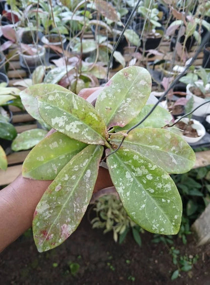 Rare Hoya Buntokensis Splash Plant – Exotic Tropical Indoor/Outdoor Wax Plant Specimen with Silver Flecked Leaves