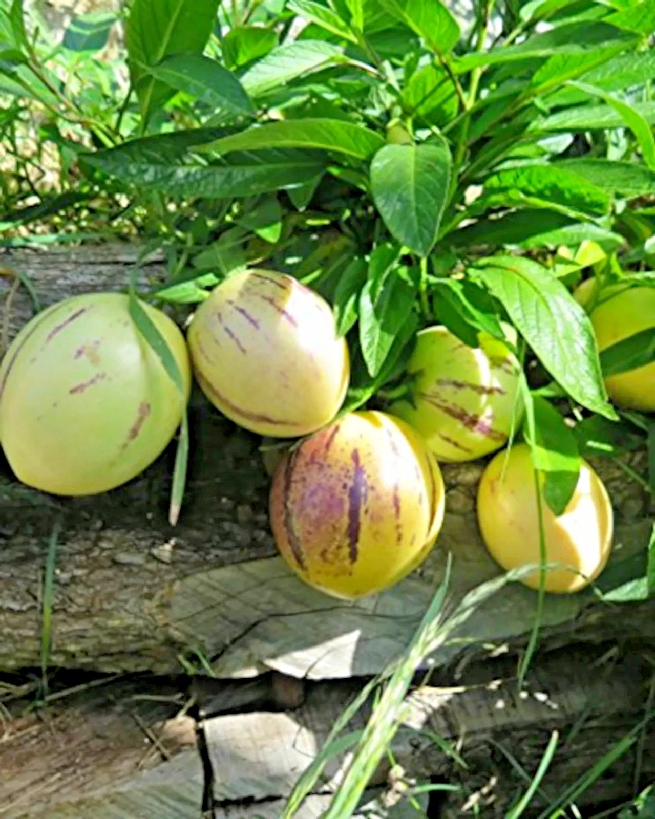 Golden Pepino Melon Seeds (Solanum muricatum) – 1.000+ Premium Heirloom Sweet Golden Pepino Melon Seeds for Planting