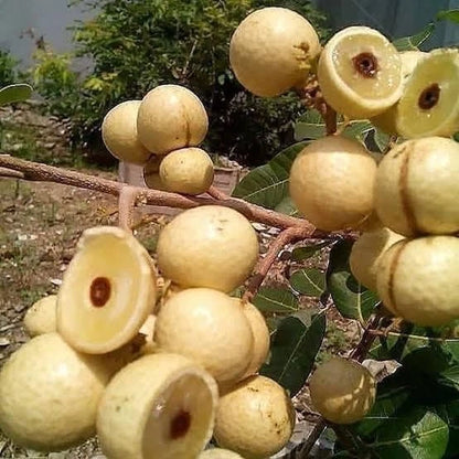 Grafted Matalada Longan (Lengkeng Matalada) Seedling – Fast-Fruiting Tropical Masterpiece