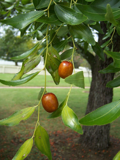 Chinese Jujube Jujuba Putsa Apple Seeds 100+ pcs (Ziziphus ziziphus) – Premium Certified Sweet Red Date Fruit Tree Plant Seeds for Planting