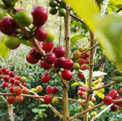 Flores Bajawa Coffee Seeds (Coffea arabica) – 120+ Premium Certified East Nusa Tenggara Arabica Seeds for Planting