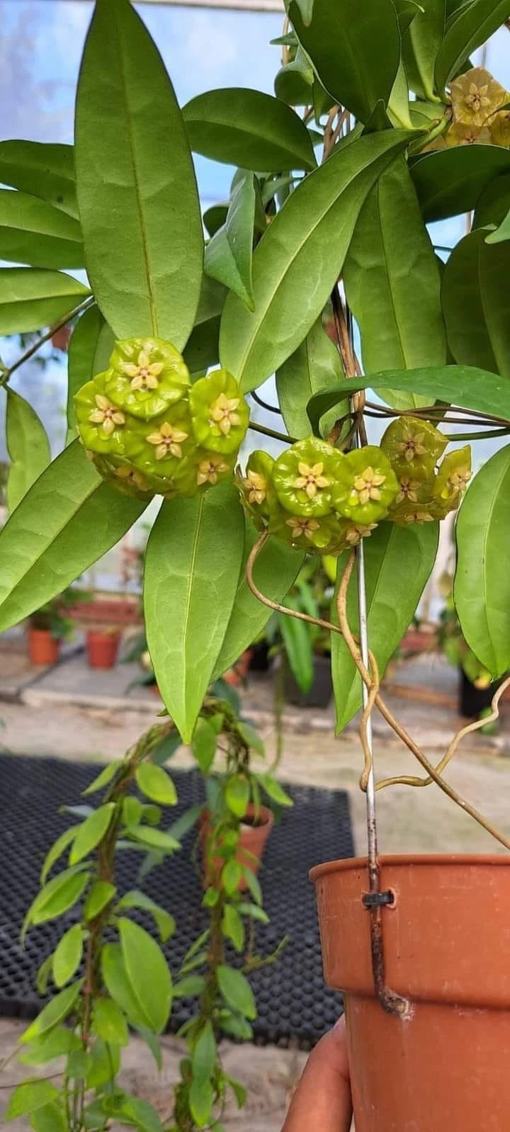 Hoya Danumensis Ssp. Amarii Seeds (Hoya danumensis subsp. amarii / Rare Tropical Wax Plant Seeds) – Premium Exotic Botanical Specimen Plant Seeds for Planting