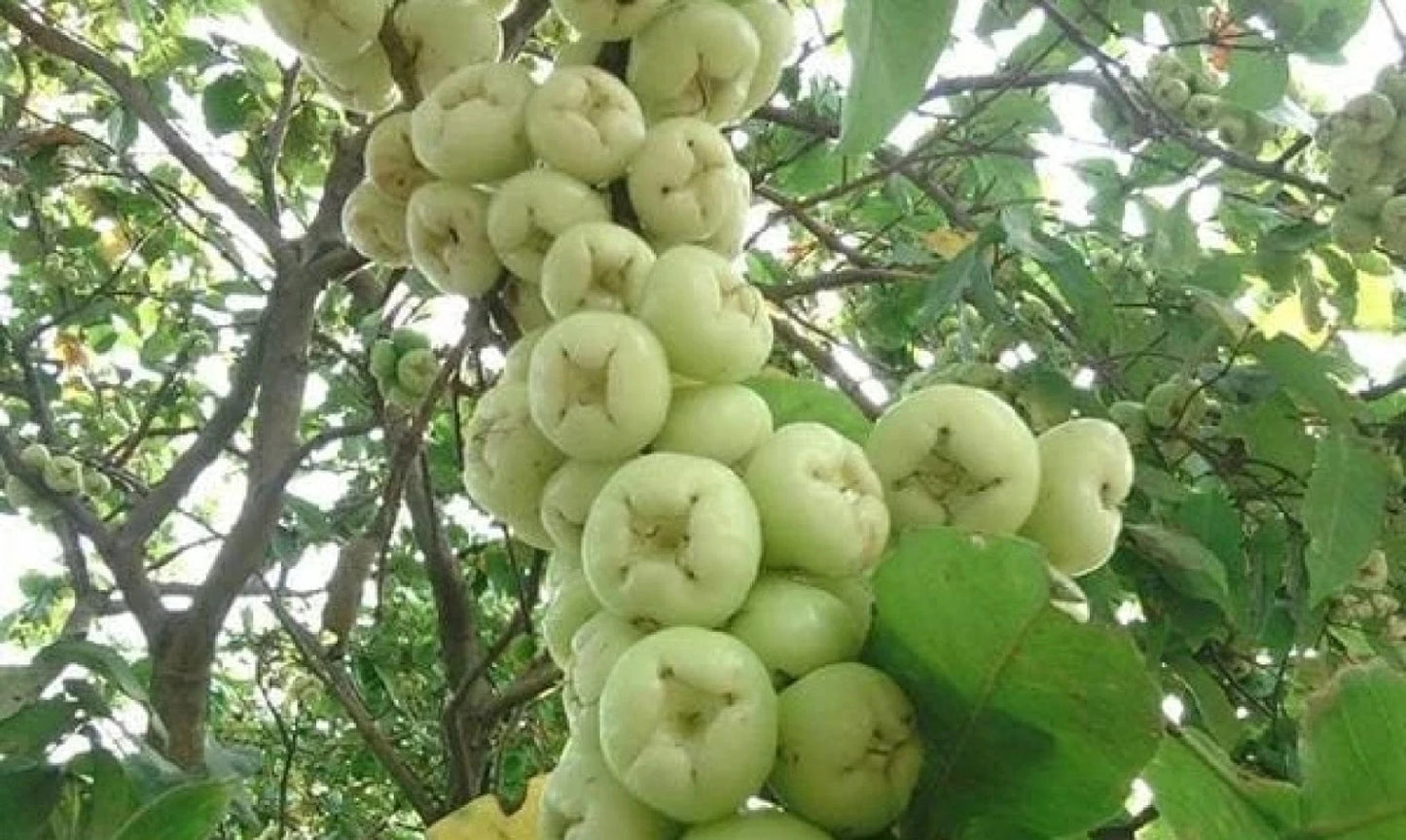 Madura Water Apple Fruit Tree - Grafted Rare Tropical Variety