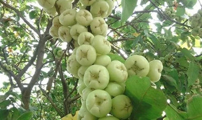Madura Water Apple Fruit Tree - Grafted Rare Tropical Variety
