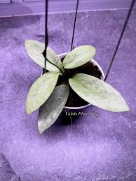 Hoya Emperor Silver AFF Clemensiorum Rare Hoya Plant | Tropical Indoor Wax Plant | Collector Houseplant