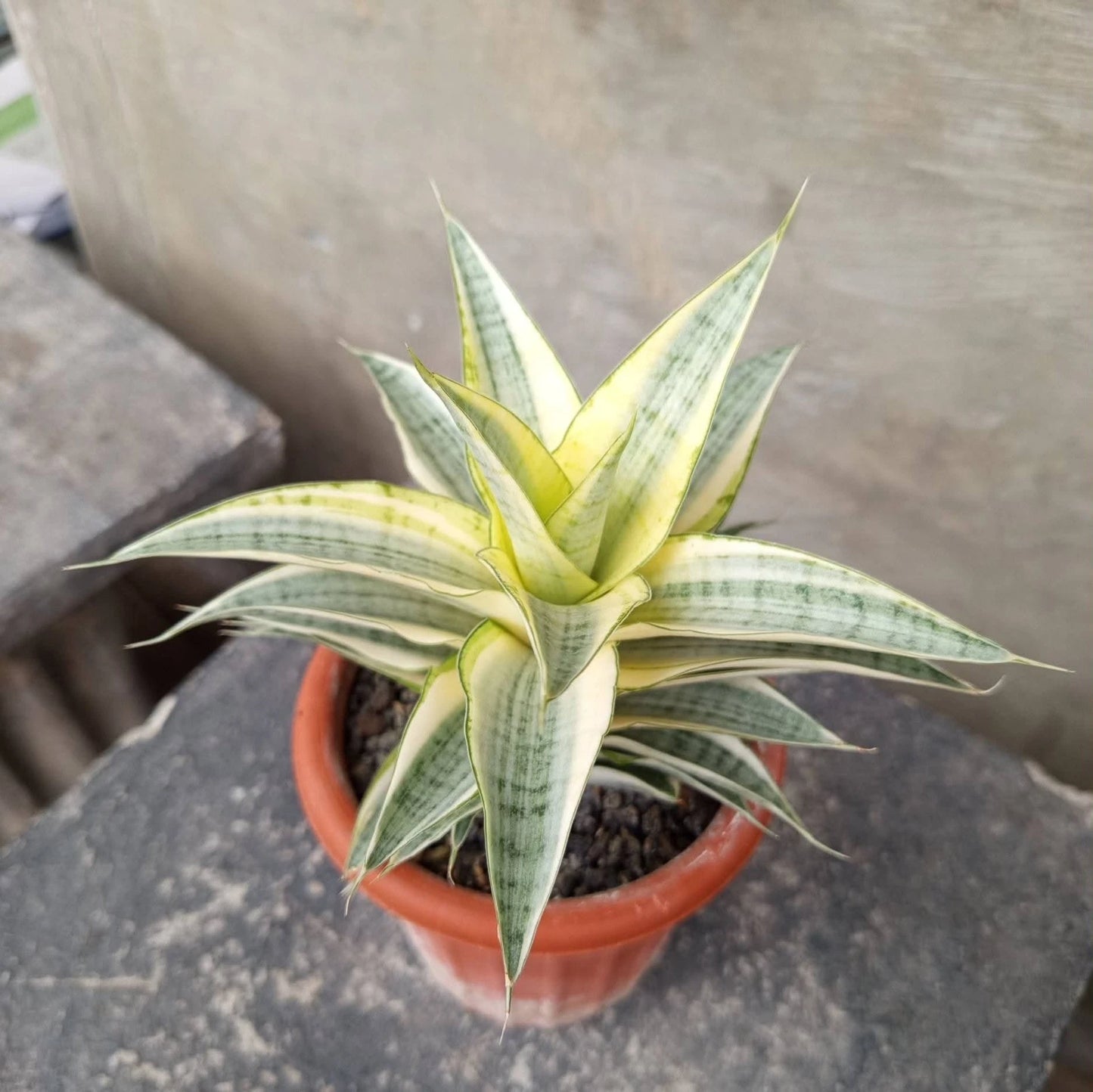 Sansevieria Gabriel White Variegated - Rare Tropical Snake Plant