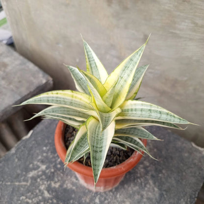 Sansevieria Gabriel White Variegated - Rare Tropical Snake Plant